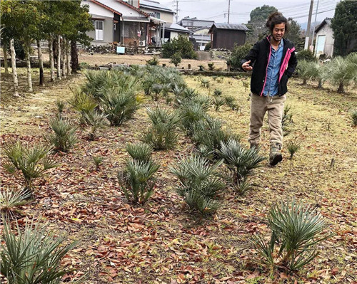 日本人對于瀕危植物的關(guān)注度遠(yuǎn)高于櫻花