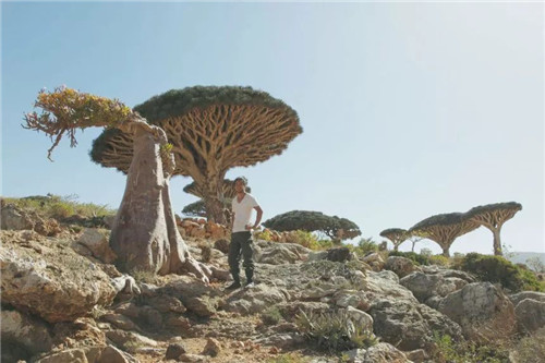 日本人對于瀕危植物的關(guān)注度遠(yuǎn)高于櫻花