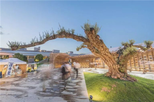 日本人對于瀕危植物的關(guān)注度遠(yuǎn)高于櫻花