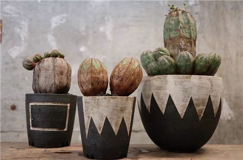 日本人對于瀕危植物的關(guān)注度遠(yuǎn)高于櫻花