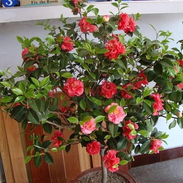 常見(jiàn)的旺家花卉,家里有嗎