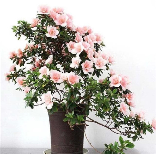 常見(jiàn)的旺家花卉,家里有嗎