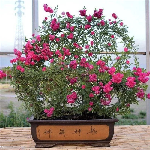 常見(jiàn)的旺家花卉,家里有嗎