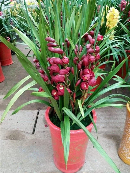 常見(jiàn)的旺家花卉,家里有嗎