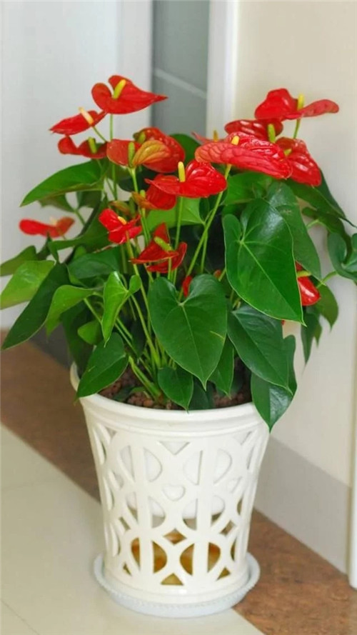 常見(jiàn)的旺家花卉,家里有嗎