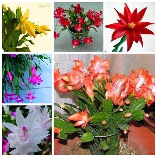 常見(jiàn)的旺家花卉,家里有嗎