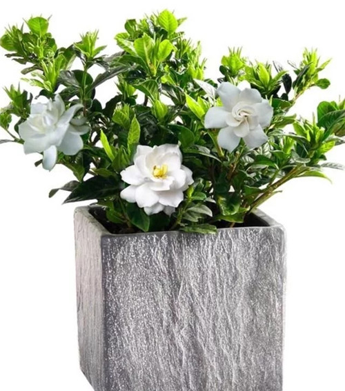 常見(jiàn)的旺家花卉,家里有嗎