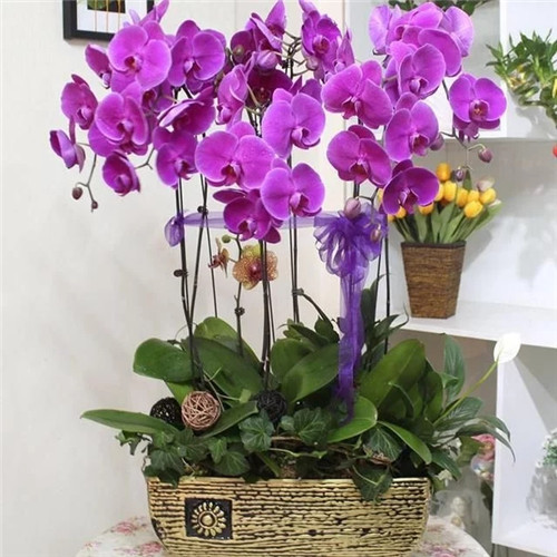 常見(jiàn)的旺家花卉,家里有嗎