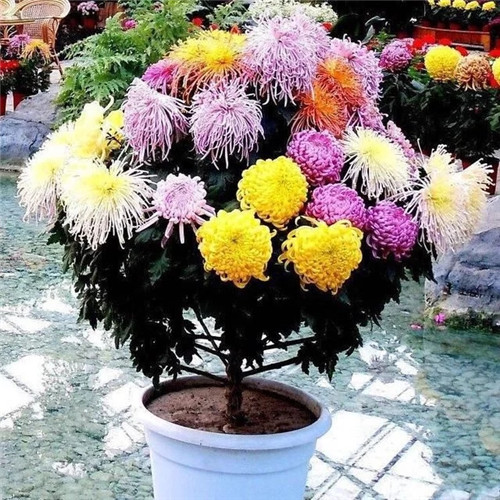 常見(jiàn)的旺家花卉,家里有嗎