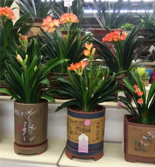 常見(jiàn)的旺家花卉,家里有嗎