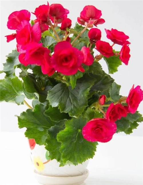 常見(jiàn)的旺家花卉,家里有嗎
