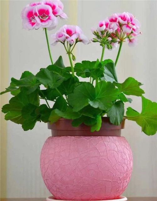 常見(jiàn)的旺家花卉,家里有嗎