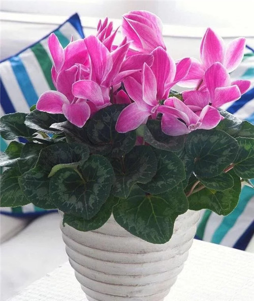 常見(jiàn)的旺家花卉,家里有嗎