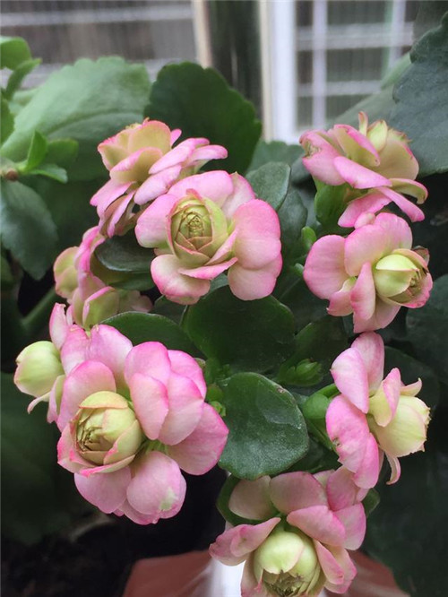 最值得入手的盆栽花，曾獲世界花卉大獎