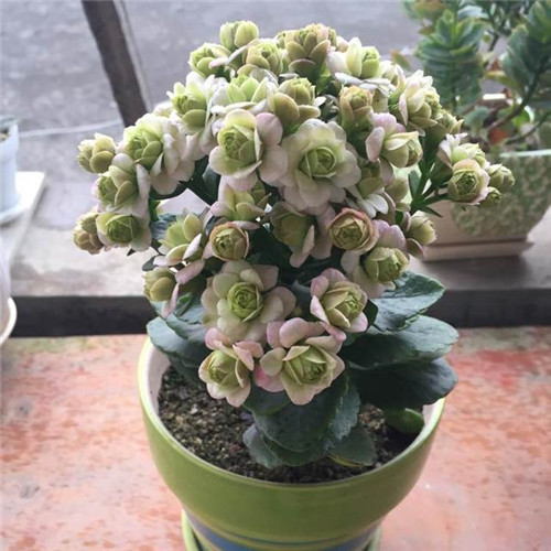 最值得入手的盆栽花，曾獲世界花卉大獎