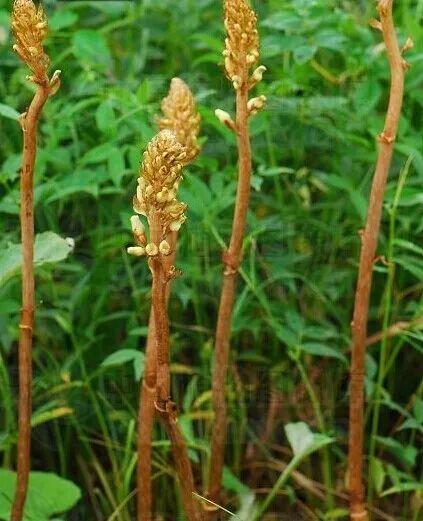 秦嶺沙參、太白米、太白柴胡、天麻