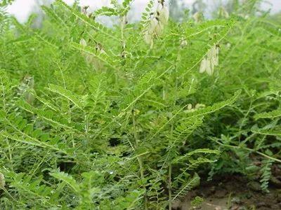 秦嶺沙參、太白米、太白柴胡、天麻