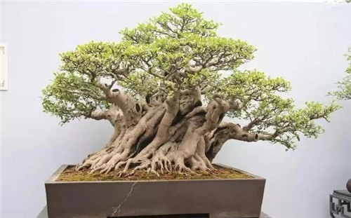 養活盆栽花卉關鍵步驟：定根水