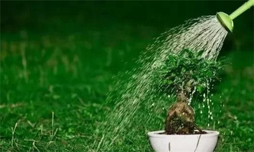 養活盆栽花卉關鍵步驟：定根水