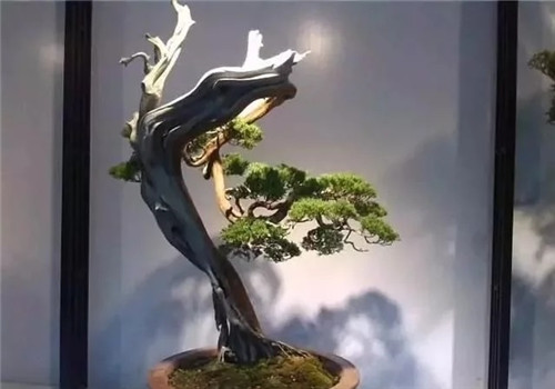 養活盆栽花卉關鍵步驟：定根水