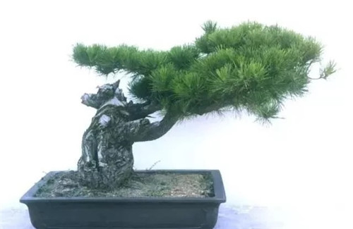 養活盆栽花卉關鍵步驟：定根水