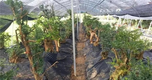 養活盆栽花卉關鍵步驟：定根水