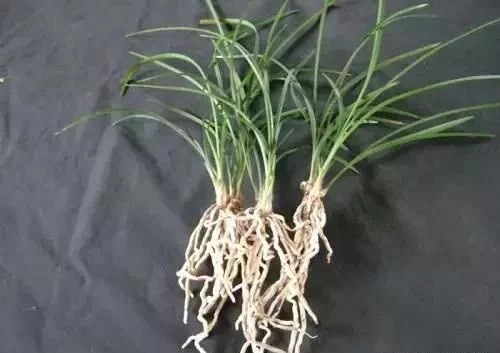 養活盆栽花卉關鍵步驟：定根水