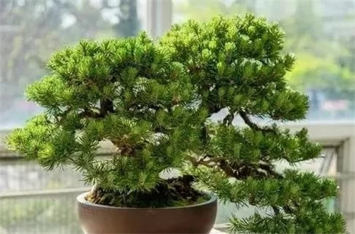 養活盆栽花卉關鍵步驟：定根水