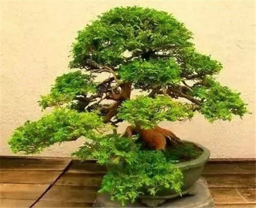 養活盆栽花卉關鍵步驟：定根水