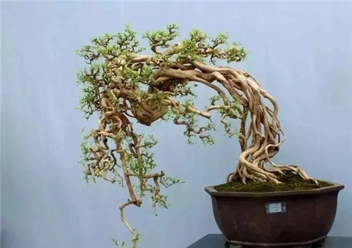 養活盆栽花卉關鍵步驟：定根水