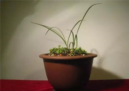 養活盆栽花卉關鍵步驟：定根水