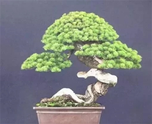 養活盆栽花卉關鍵步驟：定根水