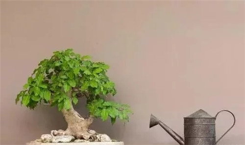 養活盆栽花卉關鍵步驟：定根水