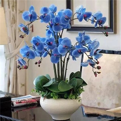 易打理好成活的花卉盆栽,懶人都可以養