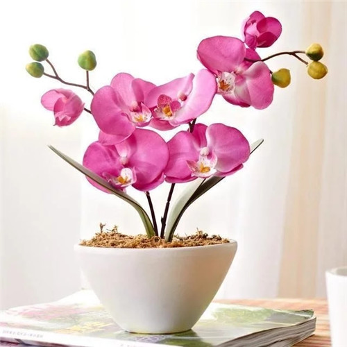 易打理好成活的花卉盆栽,懶人都可以養