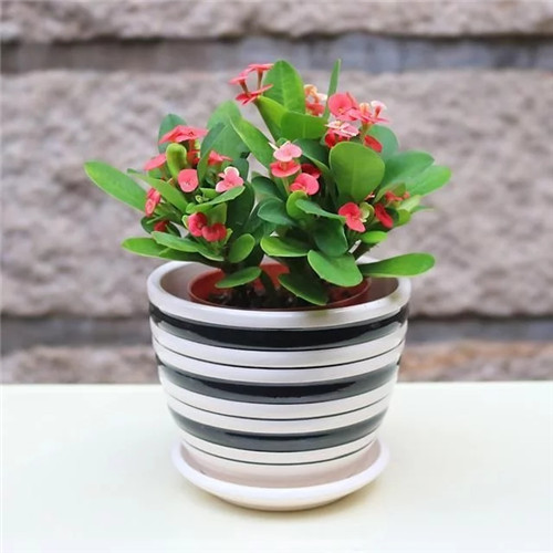 易打理好成活的花卉盆栽,懶人都可以養