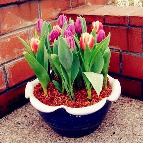 易打理好成活的花卉盆栽,懶人都可以養