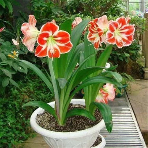 易打理好成活的花卉盆栽,懶人都可以養