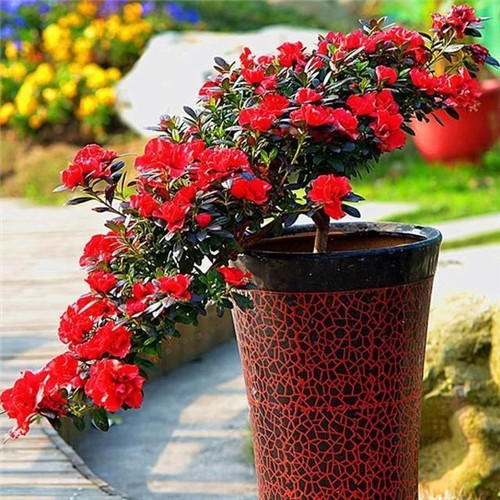 易打理好成活的花卉盆栽,懶人都可以養