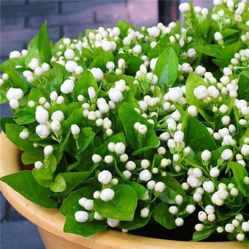 易打理好成活的花卉盆栽,懶人都可以養