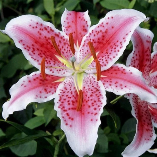 易打理好成活的花卉盆栽,懶人都可以養