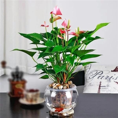 易打理好成活的花卉盆栽,懶人都可以養