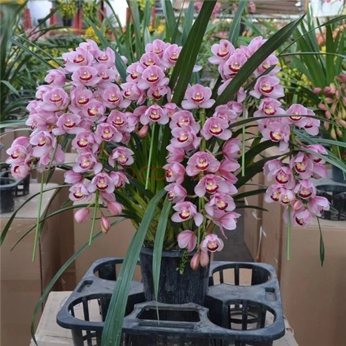 易打理好成活的花卉盆栽,懶人都可以養