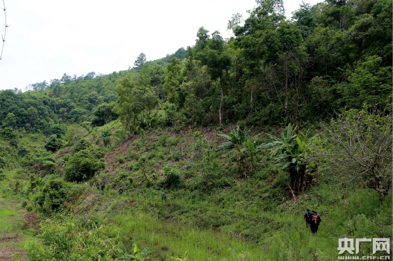 布龍自然保護區鏟除50畝非法侵占種植茶葉
