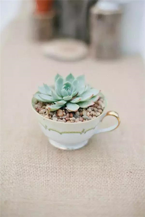 誰說養(yǎng)花插花一定得用花瓶？