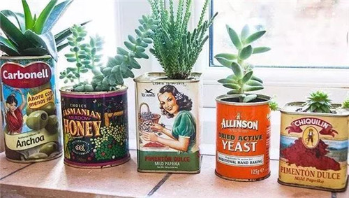 誰說養(yǎng)花插花一定得用花瓶？