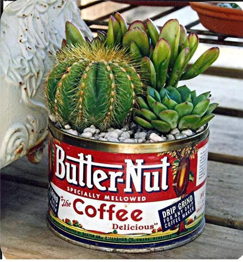 誰說養(yǎng)花插花一定得用花瓶？