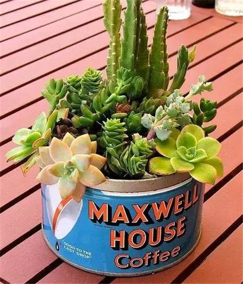 誰說養(yǎng)花插花一定得用花瓶？