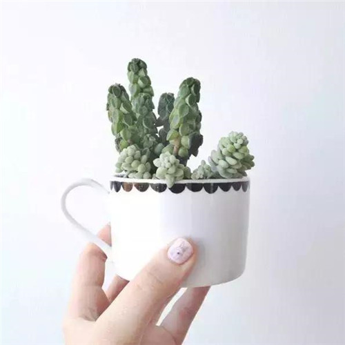 誰說養(yǎng)花插花一定得用花瓶？