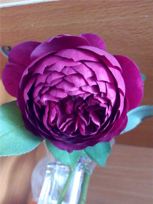 這種盆栽花卉，四季開花不斷，花大香濃